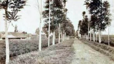 Perkembangan Perkebunan Teh Hingga Sukabumi Jadi Kota Praja kebun teh tempo dulu