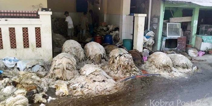 Polsek Ciampea Lakukan Sidak Terhadap Pengepul Kulit Hewan