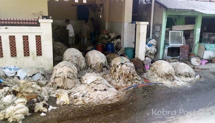 Polsek Ciampea Lakukan Sidak Terhadap Pengepul Kulit Hewan