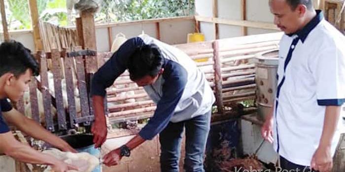 Usaha Pemotongan Hewan Wajib Mendaftar Sertifikasi Halal