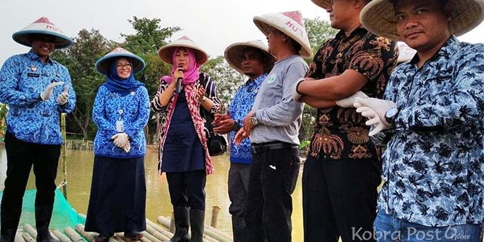 Koperasi CMB Tebar 500 Kg Bibit Ikan Patin
