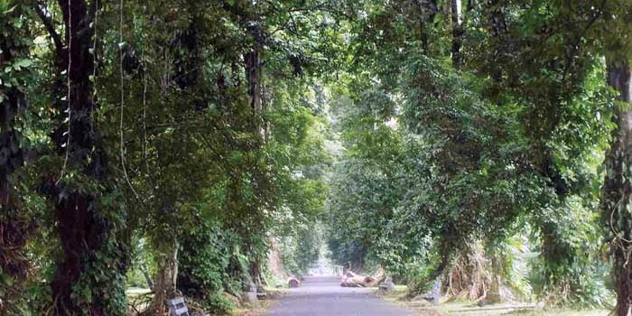 Leuweung Samidha Cikal Bakal Kebun Raya Bogor