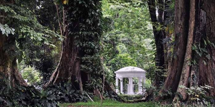 Pohon Samidha di Kebun Raya Bogor