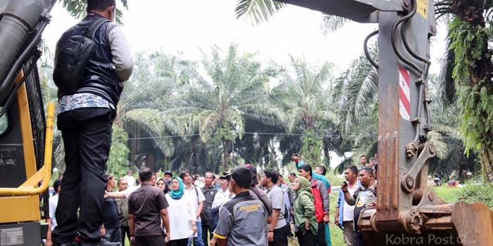 Ratusan Pohon Kelapa Sawit PTPN Cikasungka di Robohkan