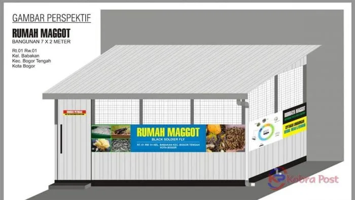 rumah maggot
