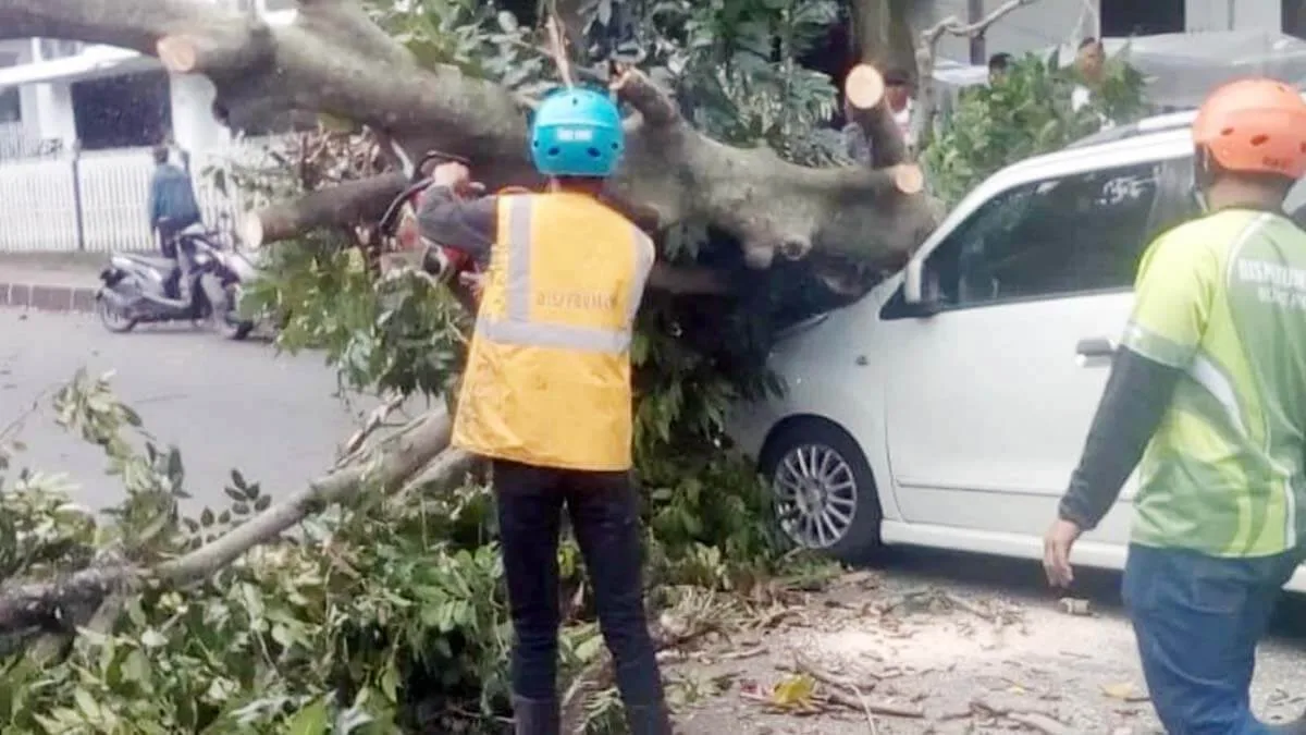 Karimun Ringsek Tertimpa Ki Bolong di Jalan MA Salmun Bogor Tengah pohon tumbang MA Salmun