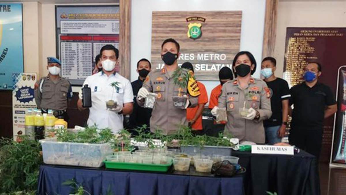 Polisi Bongkar Budidaya Ganja Hidroponik di Bekasi