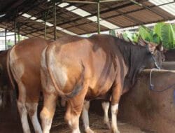 penyakit mulut dan kuku sapi