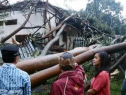 Ada 9 Lokasi Pohon Tumbang Saat Hujan Angin di Bogor pohon tumbang