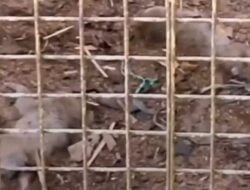 Viral 2 Monyet Mati, Bogor Mini Zoo Pamoyanan Ditutup