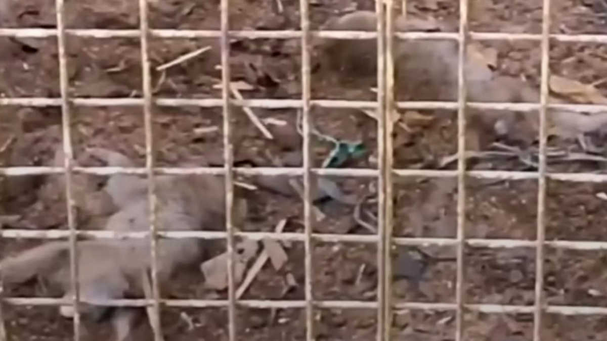 dua monyet mati di bogor mini zoo