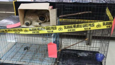 Jual Beli Satwa Dilindungi