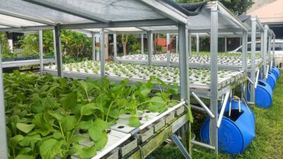 Melihat Lebih Dekat KTD Kicau Daun RW 10 Kelurahan Curug