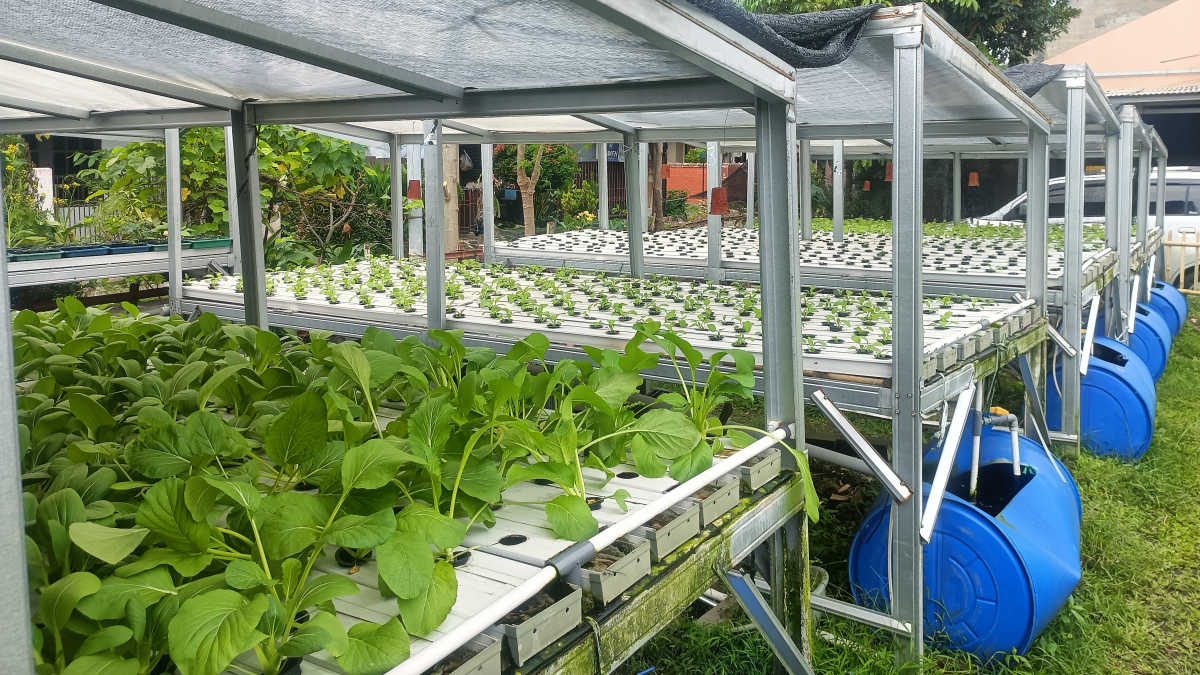 Kebun KTD Kicau Daun