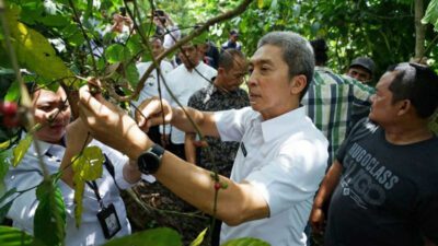 Kopi Rancamaya Akan Terus Dikembangkan