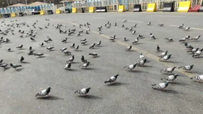 Kisah Merpati di Masjidil Harom dan Masjid Nabawi