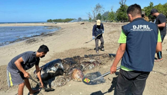 2 Mamalia Laut Mati Terdampar di NTT