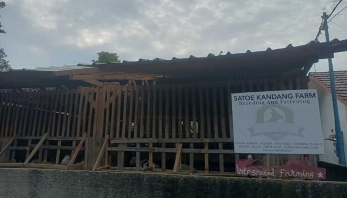 Satoe Kandang Farm Menyediakan Domba dan Kambing Sesuai Keinginan Konsumen