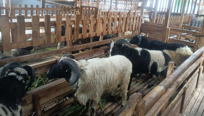 Satoe Kandang Farm Menyediakan Domba dan Kambing Sesuai Keinginan Konsumen farm