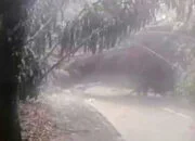 Pohon Tumbang, Longsor dan Banjir Melanda Kota Bogor
