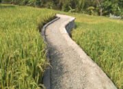 Pemdes Pangkal Jaya Gelontorkan Rp 600 Juta Untuk Jalan dan Drainase