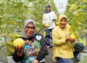 Sensasi Memetik Buah Melon di Perkebunan Made Fresh Cimahpar Bogor Utara