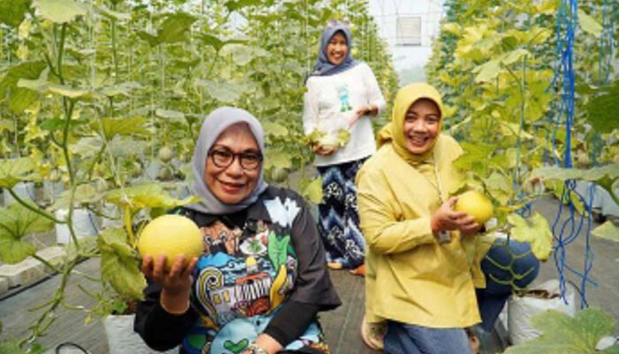 Sensasi Memetik Buah Melon di Perkebunan Made Fresh Cimahpar Bogor Utara