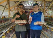Panen Telur Ayam, Ketahanan Pangan Desa Cigudeg membuahkan Hasil