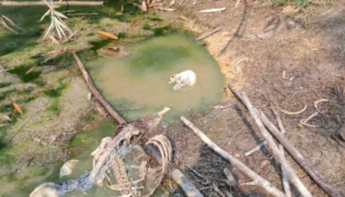 Heboh, Warga Jasinga Temukan Kerangka Manusia di Perkebunan Kosong