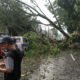 Hujan Deras Disertai Angin Kencang, Ratusan Pohon di Bogor Tumbang 3