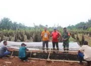 Melihat Ketahanan Pangan Desa Cimulang, Ada Berbagai Macam Jenis Tanaman