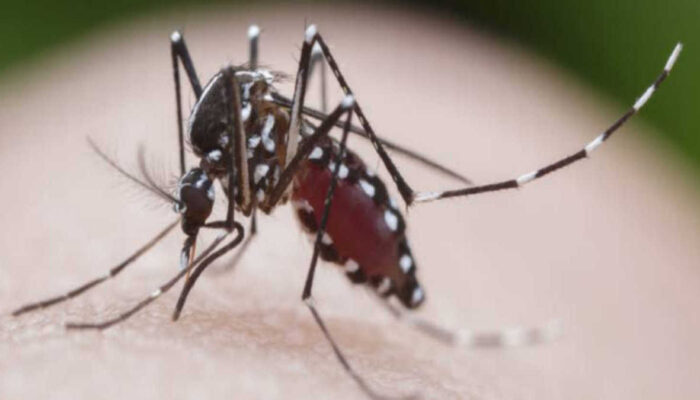 Demam Berdarah, Bagaimana Pencegahannya?