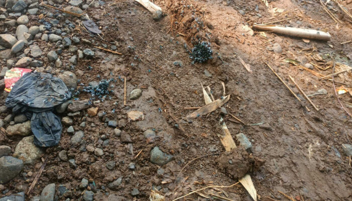 lalat hijau.