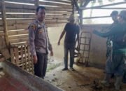 Jelang Iduladha, 3 Ekor Sapi Raib di  Sukaharja Ciomas