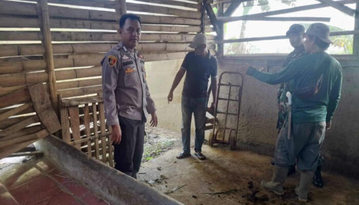 Jelang Iduladha, 3 Ekor Sapi Raib di  Sukaharja Ciomas