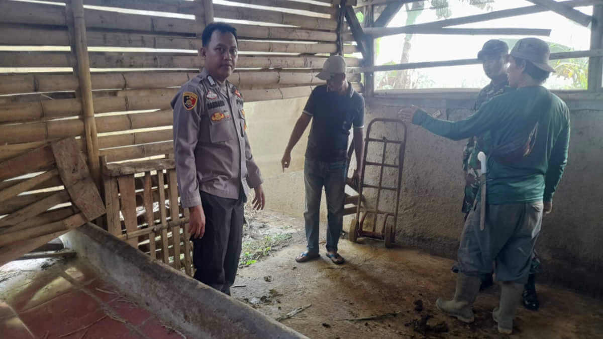 Jelang Iduladha, 3 Ekor Sapi Raib di  Sukaharja Ciomas