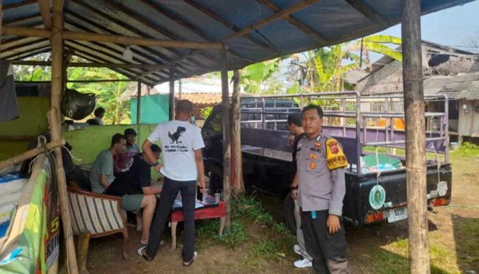 Jelang Iduladha, 3 Ekor Sapi Raib di Sukaharja Ciomas Jelang Iduladha, 3 Ekor Sapi Raib di Sukaharja Ciomas