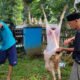 PWI Kota Bogor Sembelih 2 Ekor Kambing