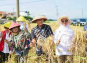 Tekan Stunting, Pemkot Bogor Kembangkan Padi Nutrizinc