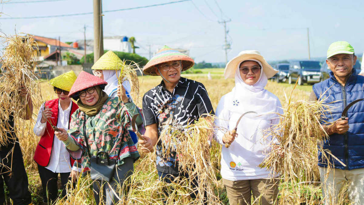Tekan Stunting, Pemkot Bogor Kembangkan Padi Nutrizinc