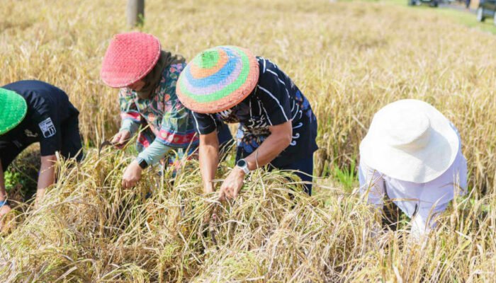 Tekan Stunting, Pemkot Bogor Kembangkan Padi Nutrizinc