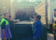 Polsek Jasinga dan Polsek Cigudeg Gagalkan Aksi Pencurian Kerbau