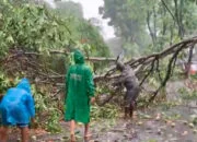 Hujan Deras Disertai Angin Kencang, Sejumlah Pohon Tumbang di Kota Bogor gudang ikan hias