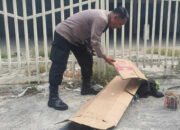 Warga Kedung Badak Tanah Sareal Temukan Mayat Pemulung di Bekas Gudang Semen