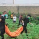 Penemuan mayat tanpa identitas Kampung Jalan Cagak Lebak RT 03 RW 04, Desa Rancabungur, Kecamatan Rancabungur, Kabupaten Bogor pada Selasa (8/10).