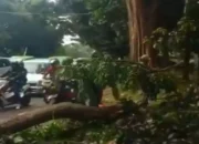 Pemotor Tewas Tertimpa Batang Pohon Angsana di Bogor