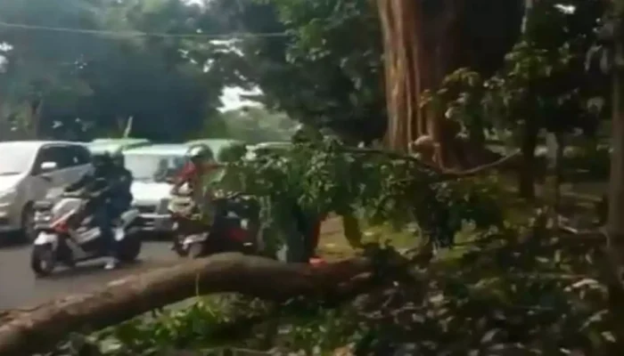 Pemotor Tewas Tertimpa Batang Pohon Angsana di Bogor