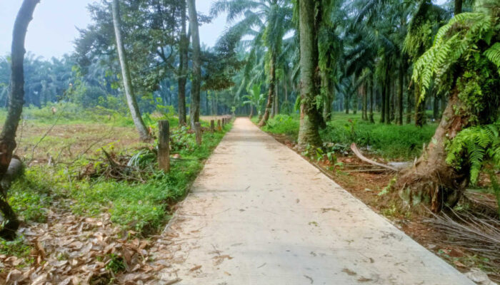 desa candali