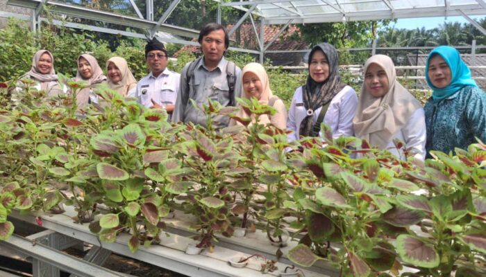 Sayuran Hidroponik, Program Ketahanan Pangan di Desa Pasirgaok