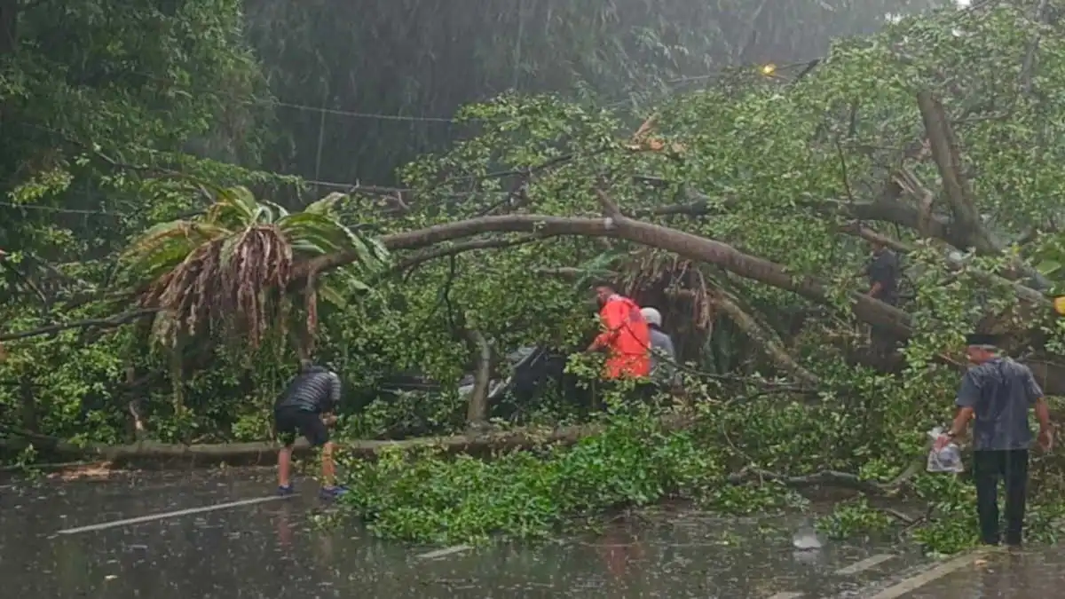 Pohon Tumbang di Jalan Juanda Kota Bogor, 2 Orang Luka-luka
